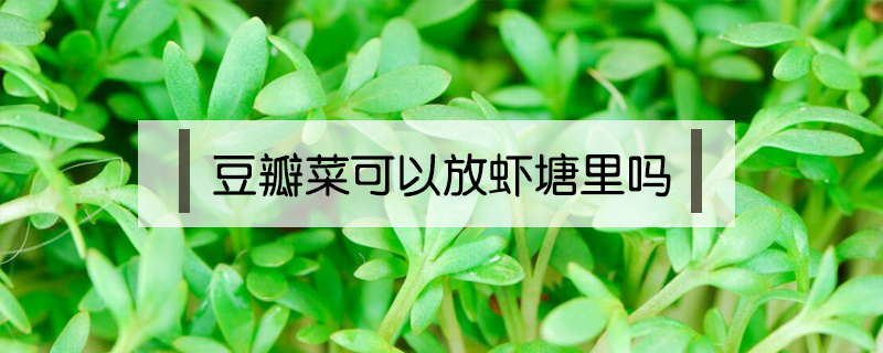 豆瓣菜可以放蝦塘里嗎?