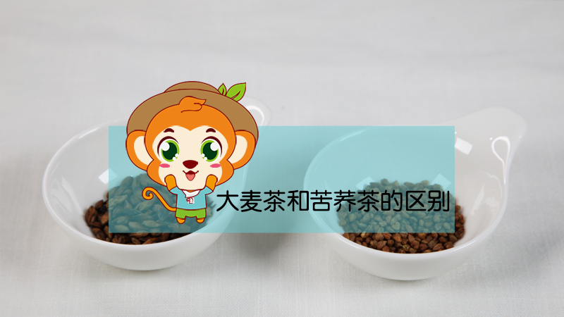 大麥茶和苦蕎茶的區別