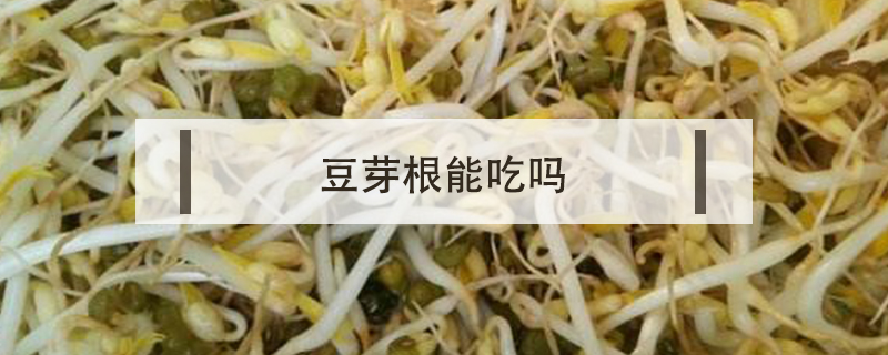 豆芽根能吃嗎