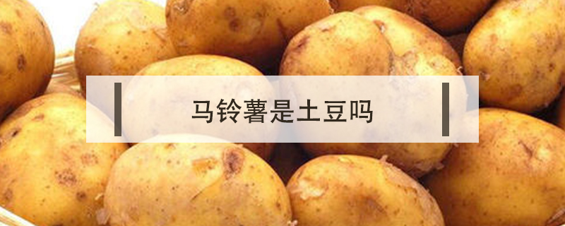 馬鈴薯是土豆嗎
