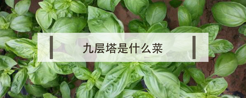 九層塔是什么菜