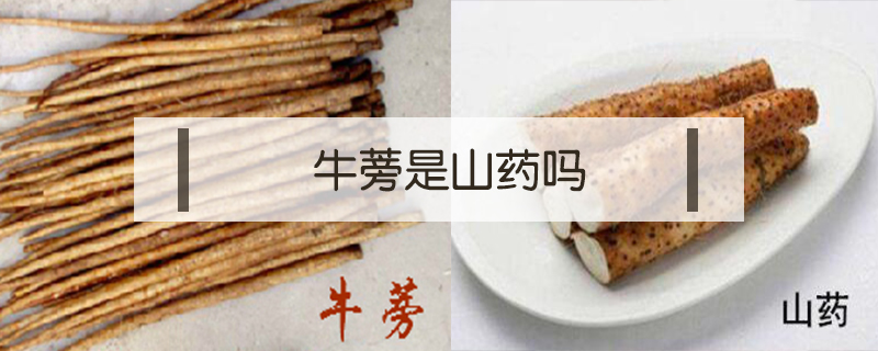 牛蒡是山藥嗎
