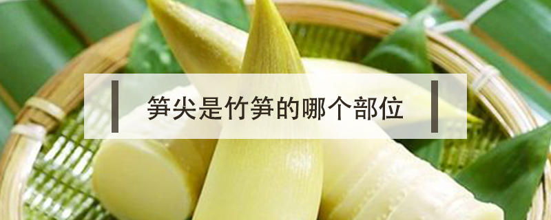 筍尖是竹筍的哪個部位