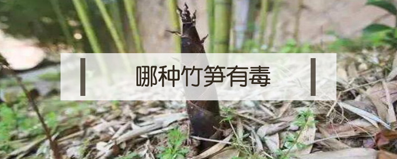哪種竹筍有毒