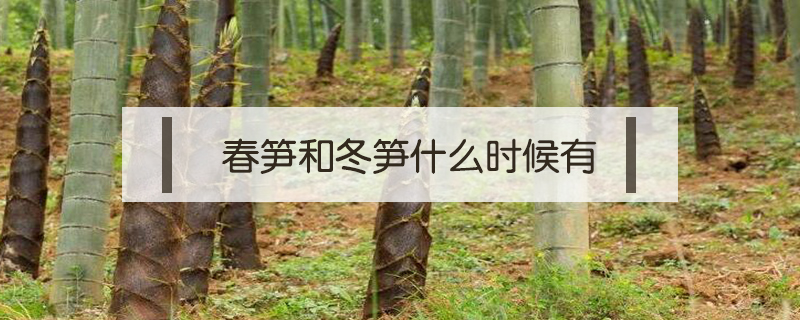 春筍和冬筍什么時候有