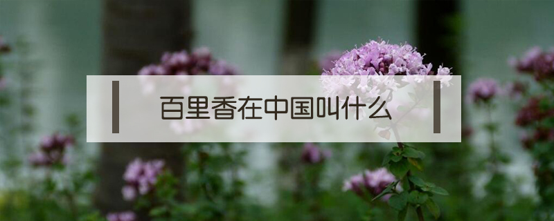 百里香在中國叫什么