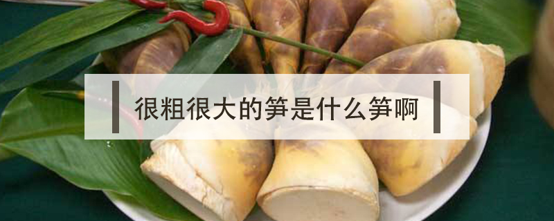很粗很大的筍是什么筍啊