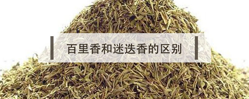 百里香和迷迭香的區別