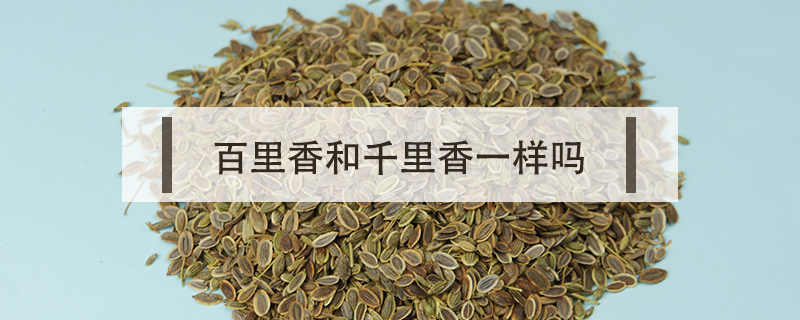 百里香和千里香一樣嗎