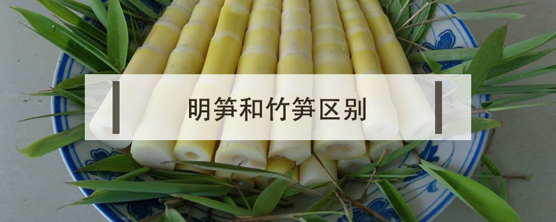 明筍和竹筍區別