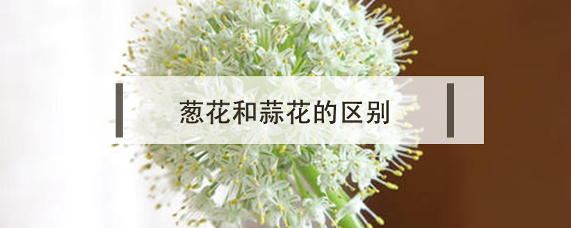 蔥花和蒜花的區(qū)別