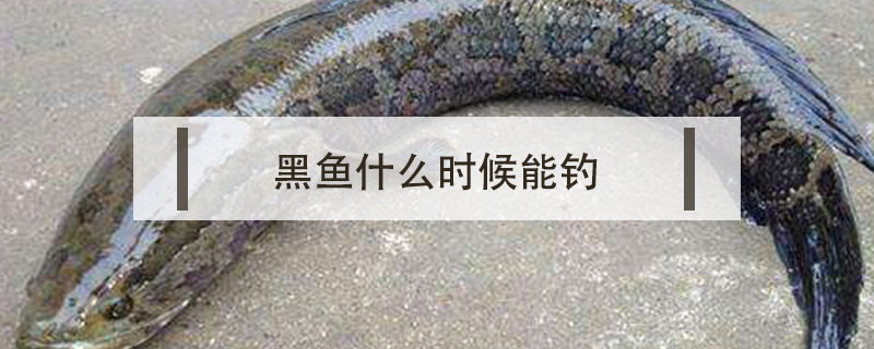 黑魚什么時候能釣