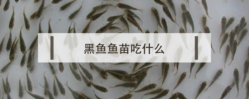 黑魚魚苗吃什么