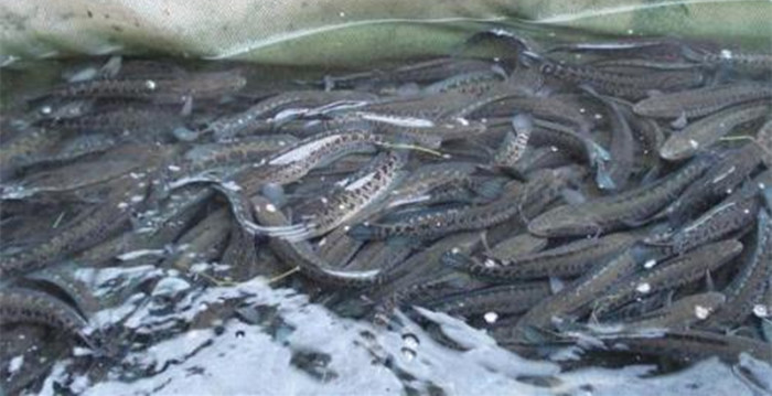 黑魚魚苗吃什么