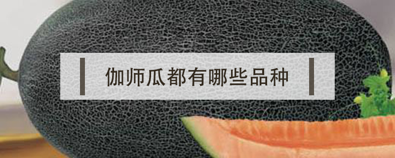 伽師瓜都有哪些品種