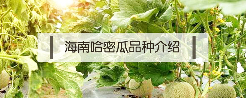 海南哈密瓜品種介紹