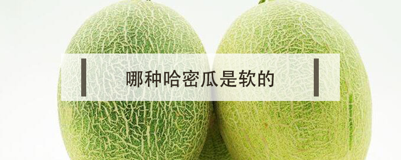哪種哈密瓜是軟的