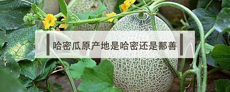哈密瓜原產地是哈密還是鄯善