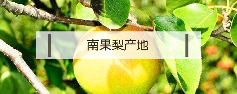 南果梨產(chǎn)地