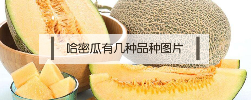 哈密瓜有幾種品種圖片