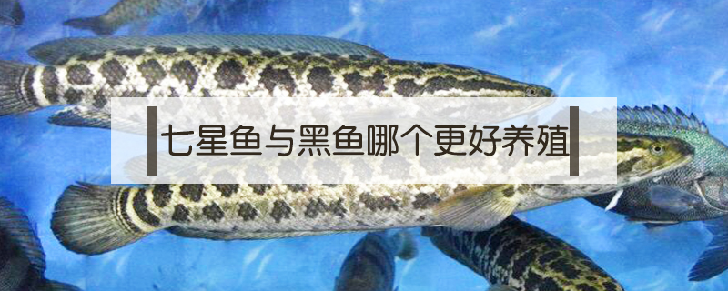 七星魚與黑魚哪個更好養(yǎng)殖
