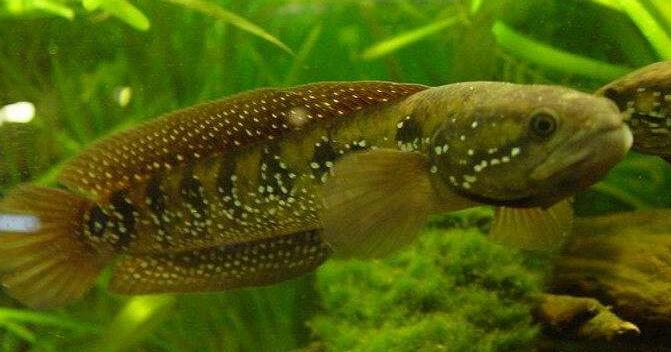 七星魚與黑魚哪個更好養(yǎng)殖