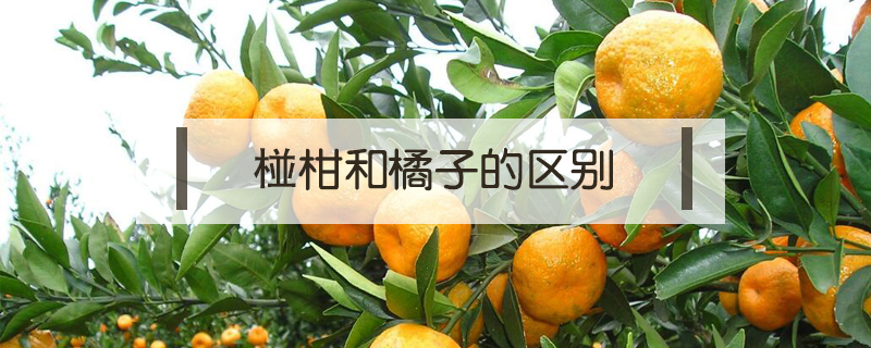 椪柑和橘子的區(qū)別