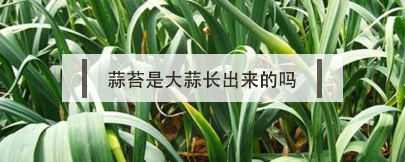 蒜苔是大蒜長出來的嗎