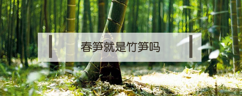 春筍就是竹筍嗎