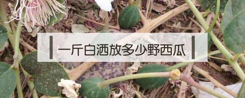一斤白灑放多少野西瓜