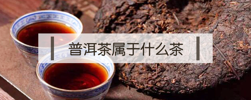 普洱茶屬于什么茶