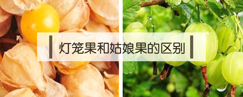 燈籠果和姑娘果的區(qū)別