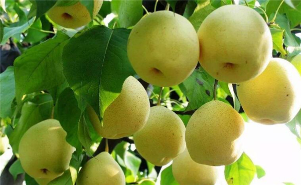 四川特產(chǎn)水果