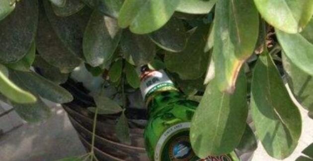過期啤酒能喝嗎