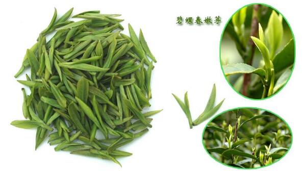 碧螺春屬于什么茶
