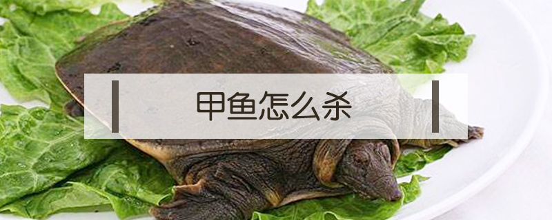 甲魚怎么殺