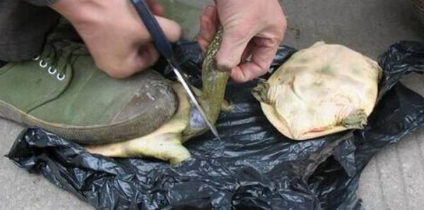甲魚怎么殺