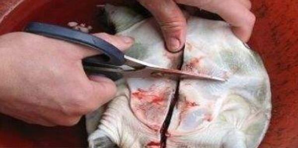 甲魚怎么殺