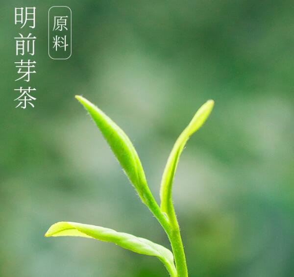 竹葉青屬于什么茶