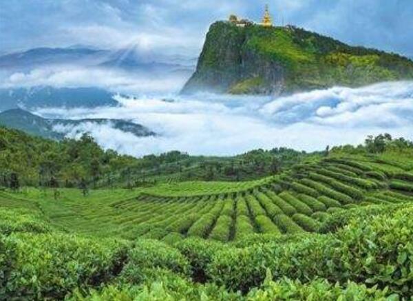 竹葉青屬于什么茶