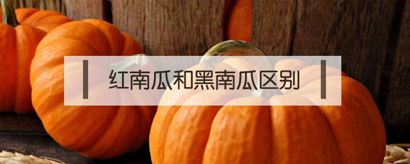 紅南瓜和黑南瓜區(qū)別