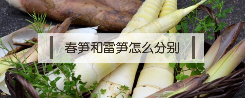 春筍和雷筍怎么分別