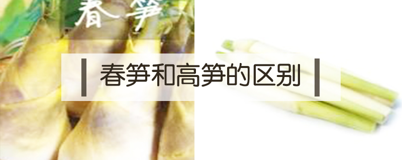 春筍和高筍的區(qū)別