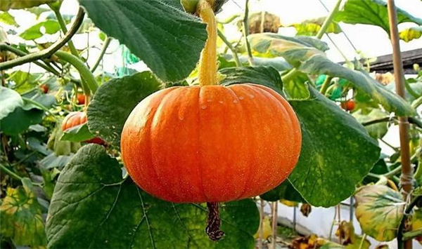 紅南瓜和黑南瓜區(qū)別