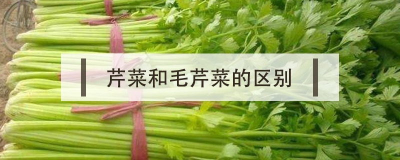 芹菜和毛芹菜的區別