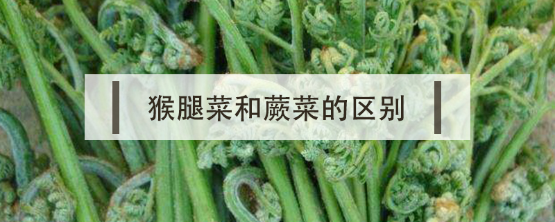 猴腿菜和蕨菜的區別