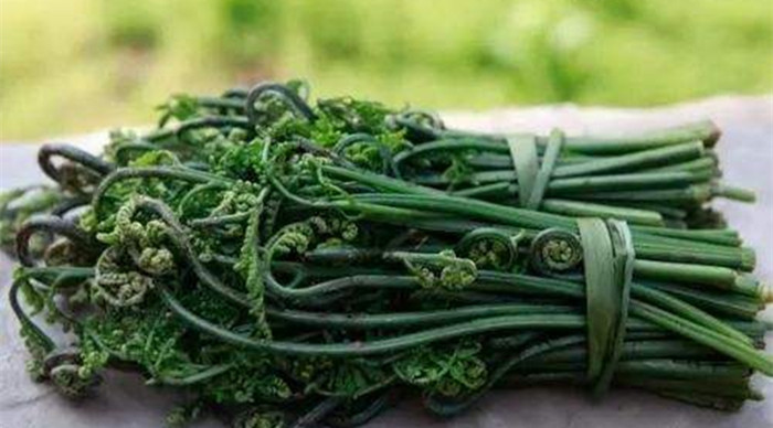 猴腿菜和蕨菜的區別
