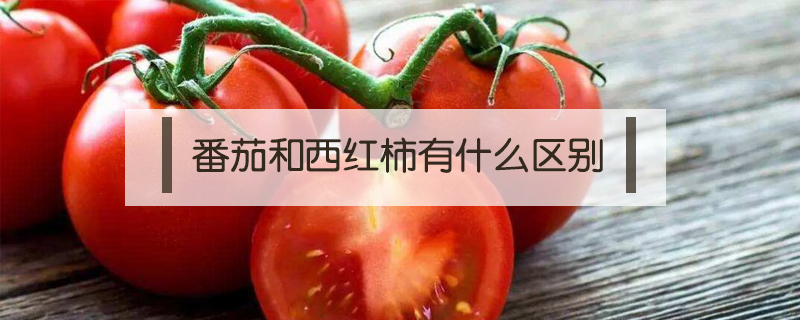 番茄和西紅柿有什么區(qū)別