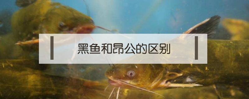 黑魚和昂公的區別