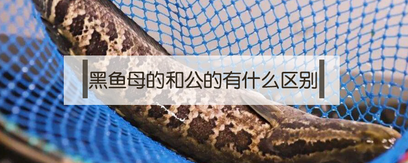 黑魚母的和公的有什么區別
